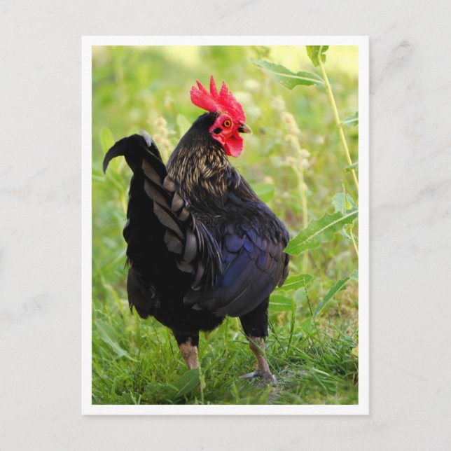 Postal Gallo de pelea (Anverso)