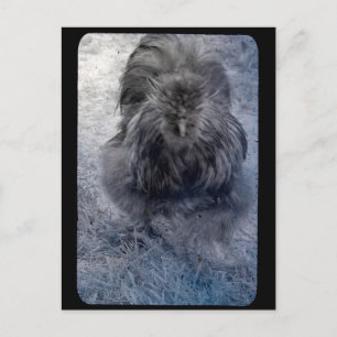 Postal Gallo de seda Mr Fluffy 