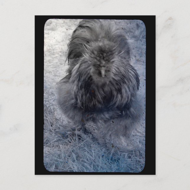 Postal Gallo de seda Mr Fluffy  (Anverso)