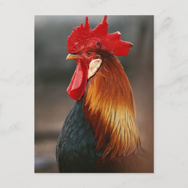 Postal Gallo Doméstico de Granja (Anverso)