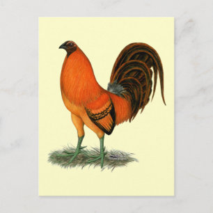 Postal Gallo Ginger Rojo Gamecock