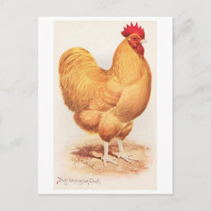 Postal Gallo Orpington Buff Vintage