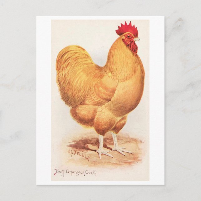 Postal Gallo Orpington Buff Vintage (Anverso)