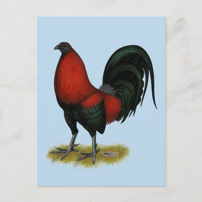 Postal Gallo Rojo Negro de Juego Americano (Anverso)