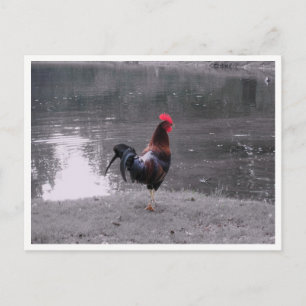 Postal Gallo silvestre ave en la naturaleza