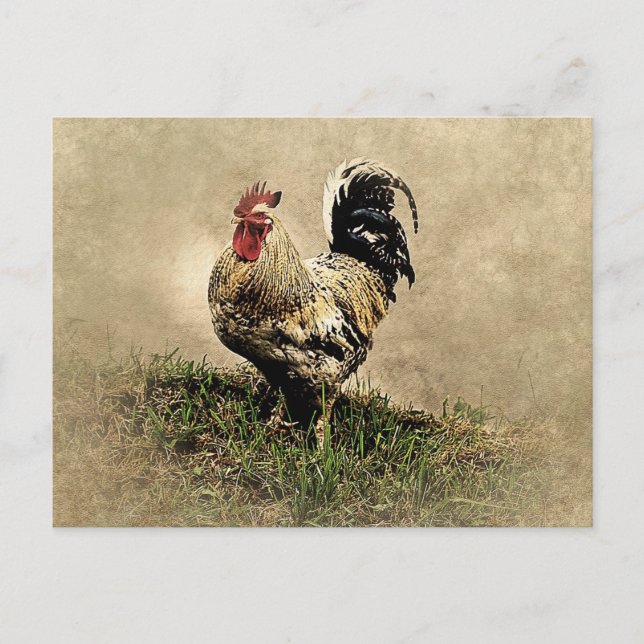 Postal Gallo Vintage en la Hierba (Anverso)