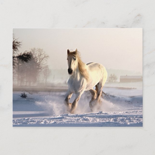 Postal Gallopaje de caballos blancos a través de la nieve (Anverso)