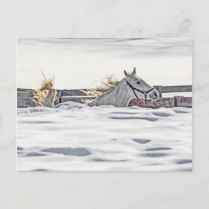 Postal Gallopaje De Caballos Blancos En Nieve