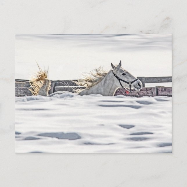 Postal Gallopaje De Caballos Blancos En Nieve (Anverso)