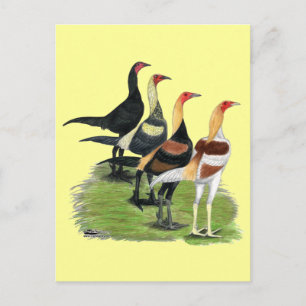 Postal Gallos de Juego Modernos