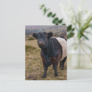 Postal Galloway alzado la voz orgulloso de Dartmoor Farml