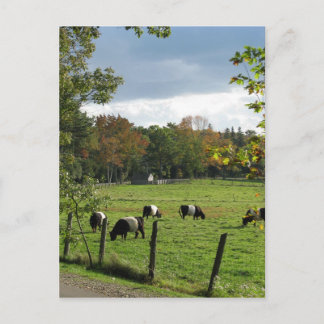 Postal Galloways amputados