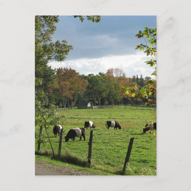 Postal Galloways amputados (Anverso)