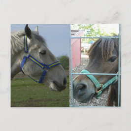 Postal galore de caballo