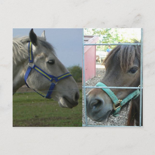 Postal galore de caballo (Anverso)