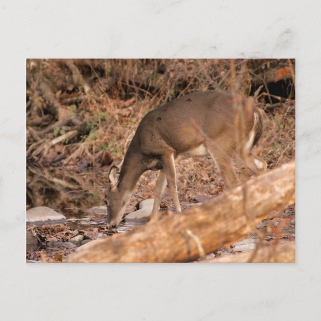 Postal Gama de consumición (Anverso)