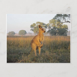 Postal Gama de productos de la mañana australiana