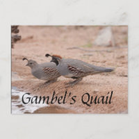 Gambel's Quail toma un trago