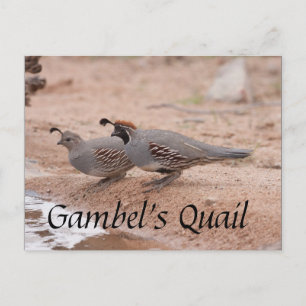 Postal Gambel's Quail toma un trago