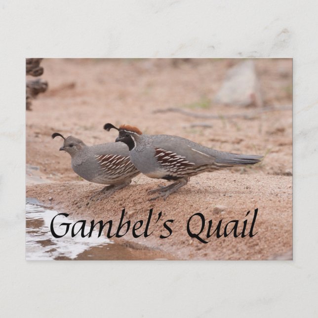 Postal Gambel's Quail toma un trago (Anverso)