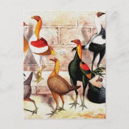 Postal "Game Bantams" Ilustracion de época