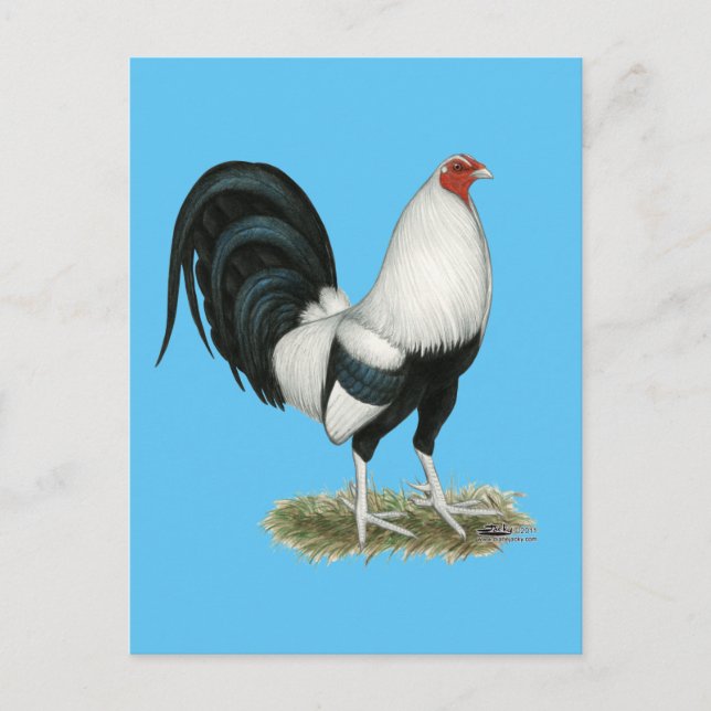 Postal Gamecock plateado (Anverso)