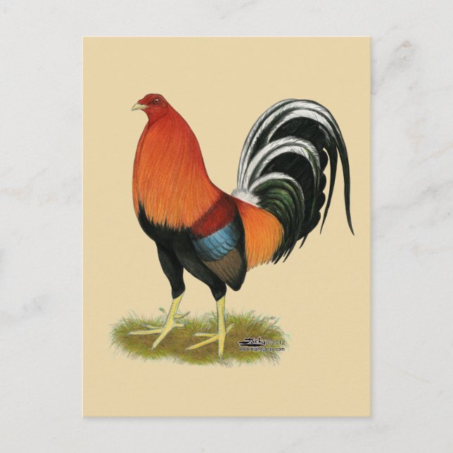 Postal Gamecock Wheaten Rooster (Anverso)