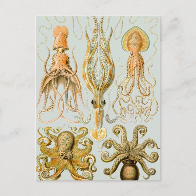 Postal Gamochonia de Ernst Haeckel (Anverso)