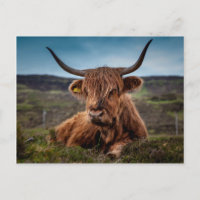Ganadero de toros Longhorn para vaca de Escocia
