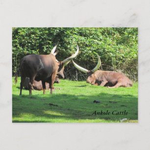 Postal Ganado Ankole
