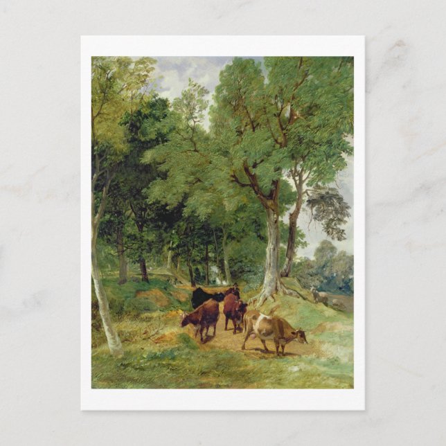 Postal Ganado bovino de Devonshire Lane (Anverso)