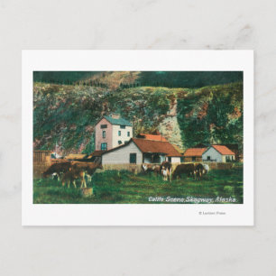 Postal Ganado bovino entre graneros EscenarioSkagway, AK