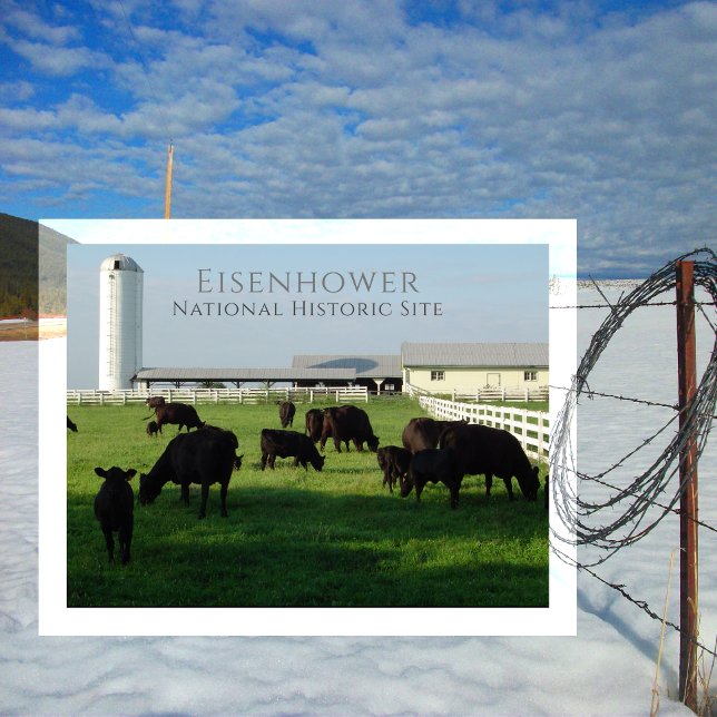 Postal Ganado de Angus Grazing, Granja Eisenhower, Gettys (Subido por el creador)
