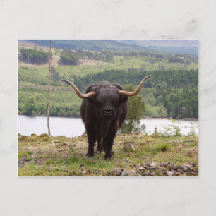 Postal Ganado de la región montañosa negra, Escocia