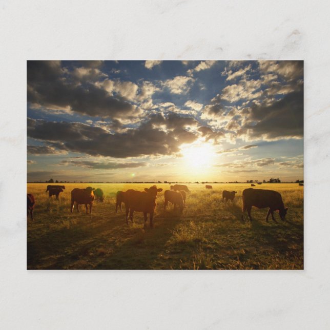 Postal Ganado En Campo, Atardecer (Anverso)