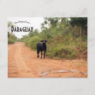 Postal Ganado en una carretera en Paraguay