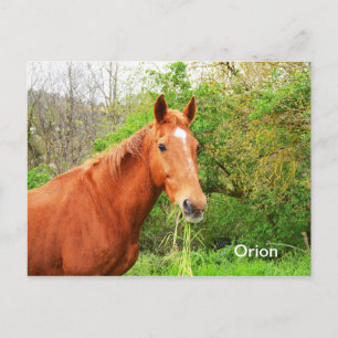 Postal Ganado equino de Orion