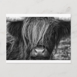 Postal Ganado escocés de tierras altas - Escocia