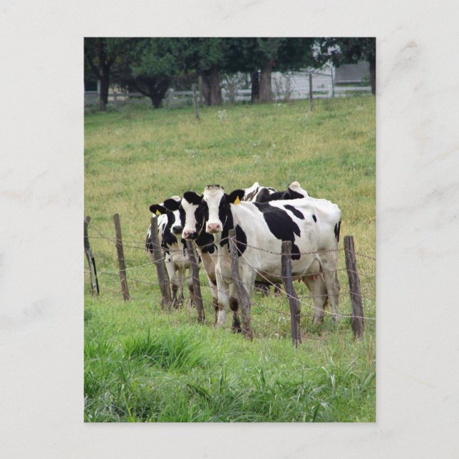 Postal Ganado lechero (Anverso)