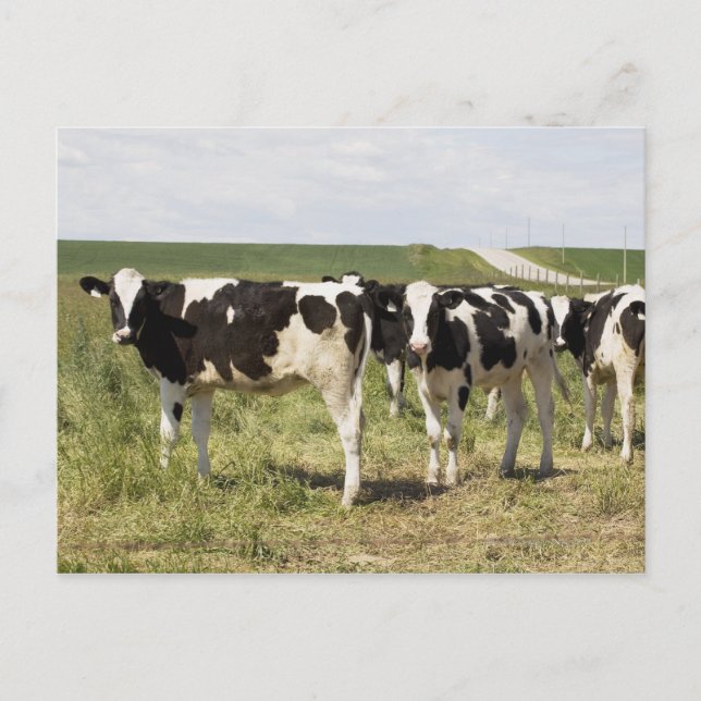 Postal Ganado Lechero En Pasto (Anverso)