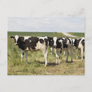 Postal Ganado Lechero En Pasto