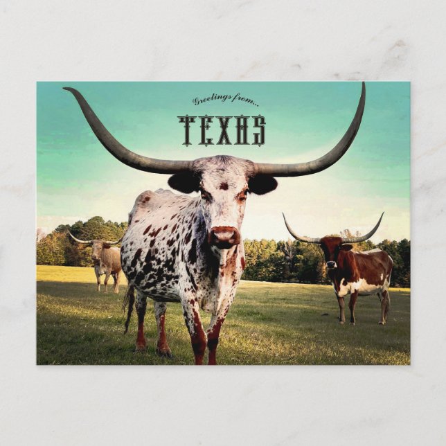 Postal Ganado Longhorn en Atlanta Texas (Anverso)
