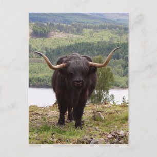 Postal Ganado vacuno negro de las Highlands, Escocia