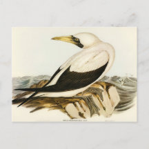 Gannet enmascarado por Elizabeth Gould
