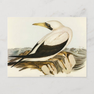 Postal Gannet enmascarado por Elizabeth Gould