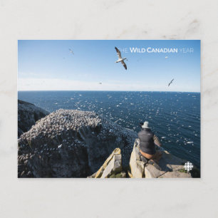 Postal Gannets del norte