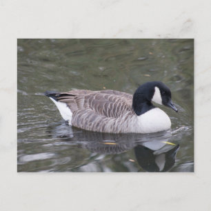 Postal ganosa de Canadá