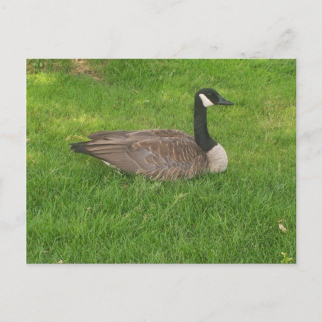 Postal ganosa de Canadá (Anverso)