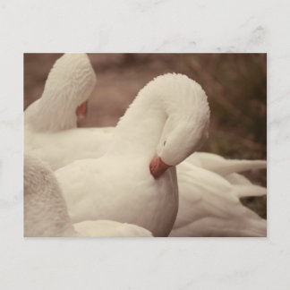 Postal Gans Postkarte