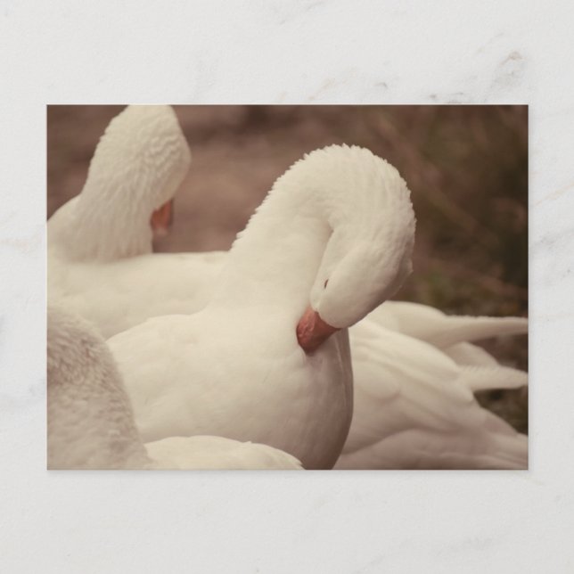 Postal Gans Postkarte (Anverso)